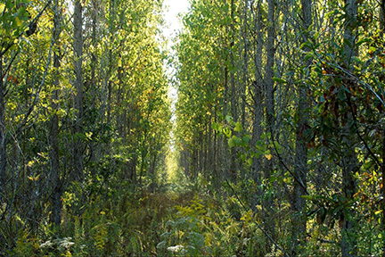 Green Trees